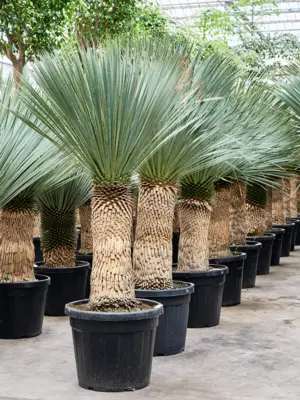 Stem (60-80)