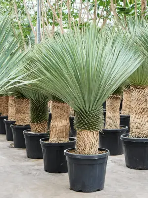 Stem (40-60)
