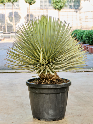 Stem