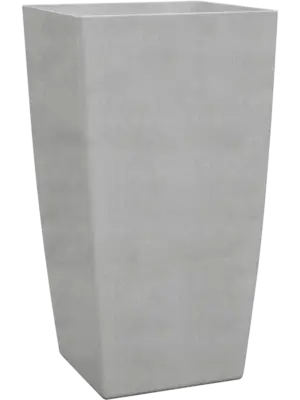 Kubis