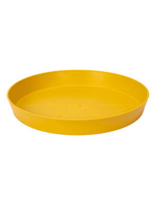 Saucer Ochre