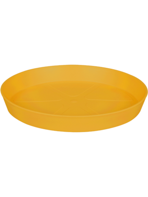 Saucer Ochre