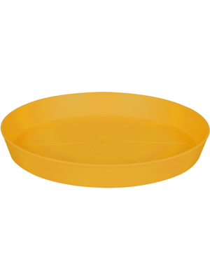 Saucer Ochre