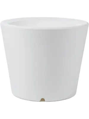 Olla White