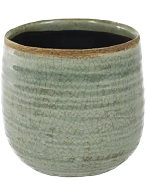 Pot Mint