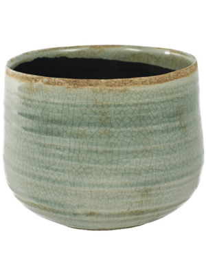 Pot Mint