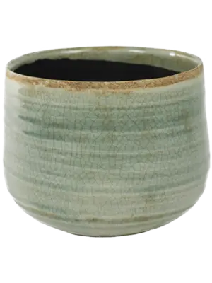 Pot Mint