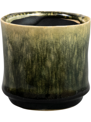Pot Pine