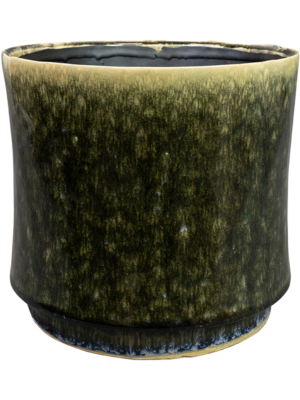 Pot Pine