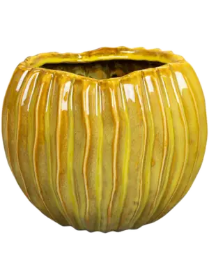 Pot Mustard