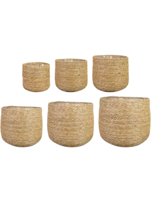 Pot Natural (set of 6)