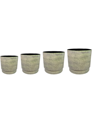 Pot Thyme (set of 4)