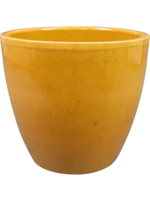 Pot Mustard