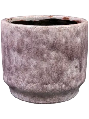 Pot Lilac