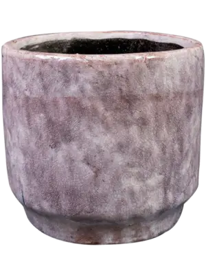 Pot Lilac