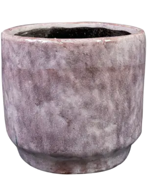 Pot Lilac