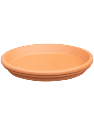 Saucer