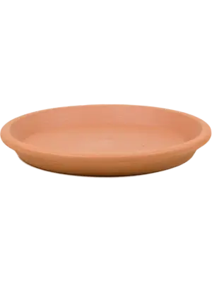 Saucer
