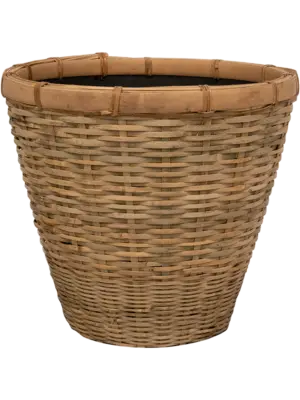 Pot Bamboo