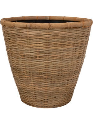 Pot Bamboo