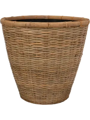Pot Bamboo