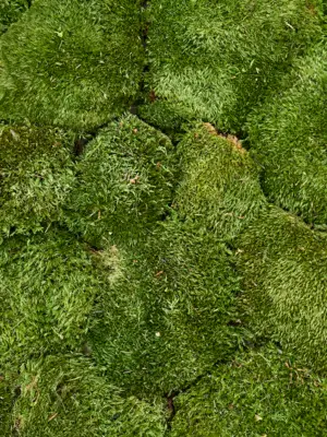 Moss green (4 windowbox = ca 0.64 m²)