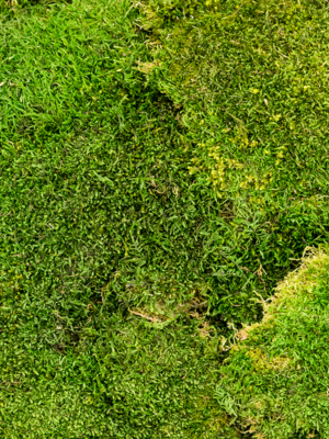 Forest green (4 windowbox = ca 2 m²)