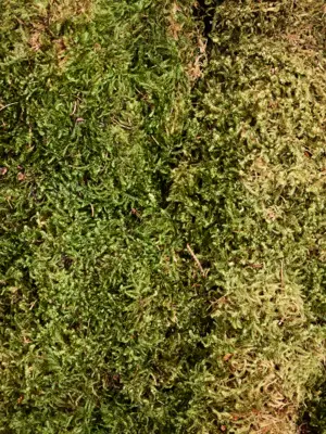 Light green (4 windowbox = ca 1 m²)