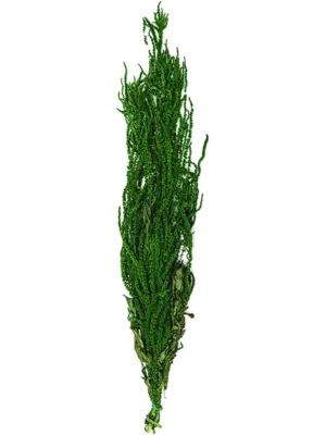 Bush