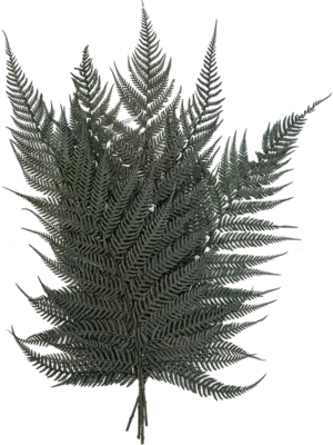 Bush Bunch (5 pcs)