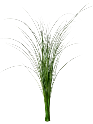 Bush Bunch (80-100 cm