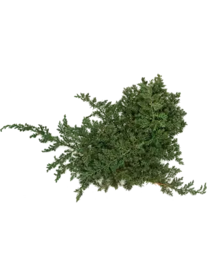 Bush