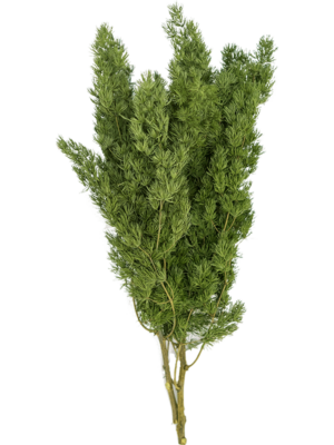Bush Bunch (2 pcs)