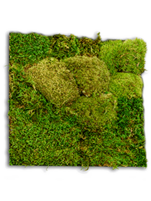 50%/50% Flatt/ball moss