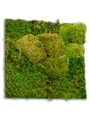 50%/50% Flatt/ball moss