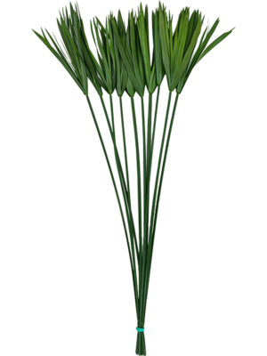 Bunch (20-40 cm