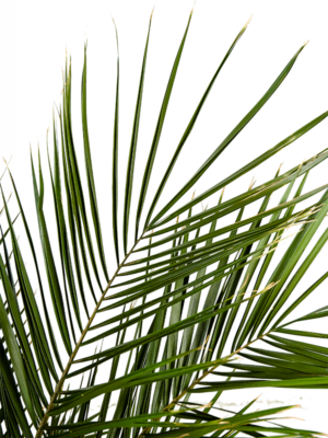 Leaf (80-100 cm)