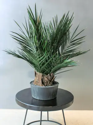 Palm (90-120 cm)