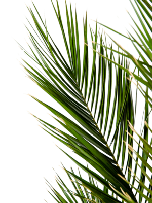 Leaf (100-120 cm)