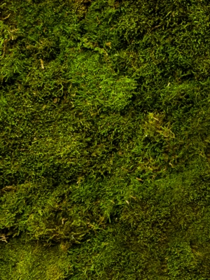 Green (bulk = ca. 1