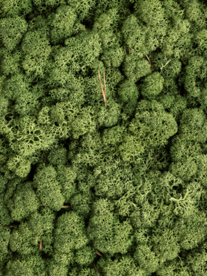 Mossgreen (bulk ca. 0
