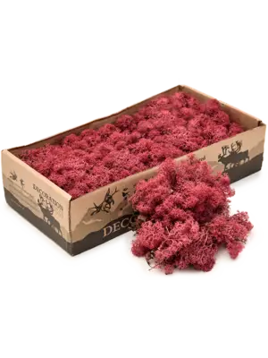 Bordeaux (6 windowbox = ca. 0