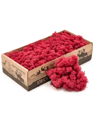 Purpur (6 windowbox = ca. 0