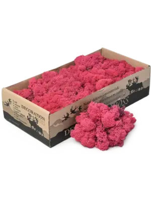 Fuchsia (6 windowbox = ca. 0