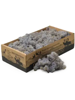 Lavender (6 windowbox = ca. 0