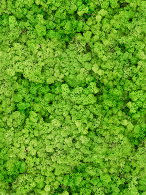 Light Grass Green (bulk ca. 0