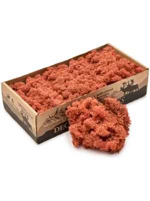 Mango (6 windowbox = ca. 0