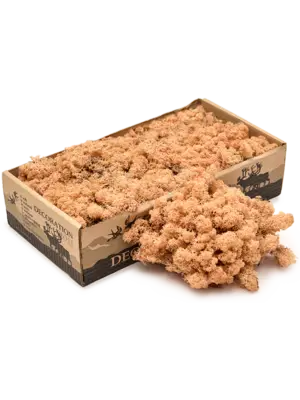 Peach (6 windowbox = ca. 0