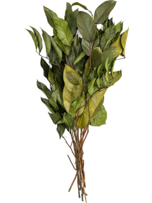 Bush (10 bunch)