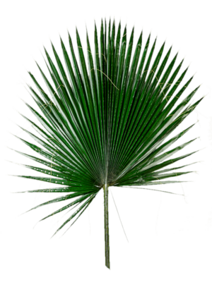 Leaf (60-80 cm)